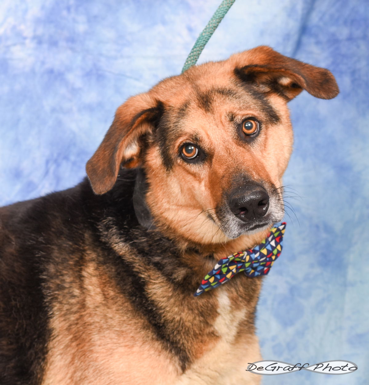 adoptable Dog in Pittsboro, NC named Luck