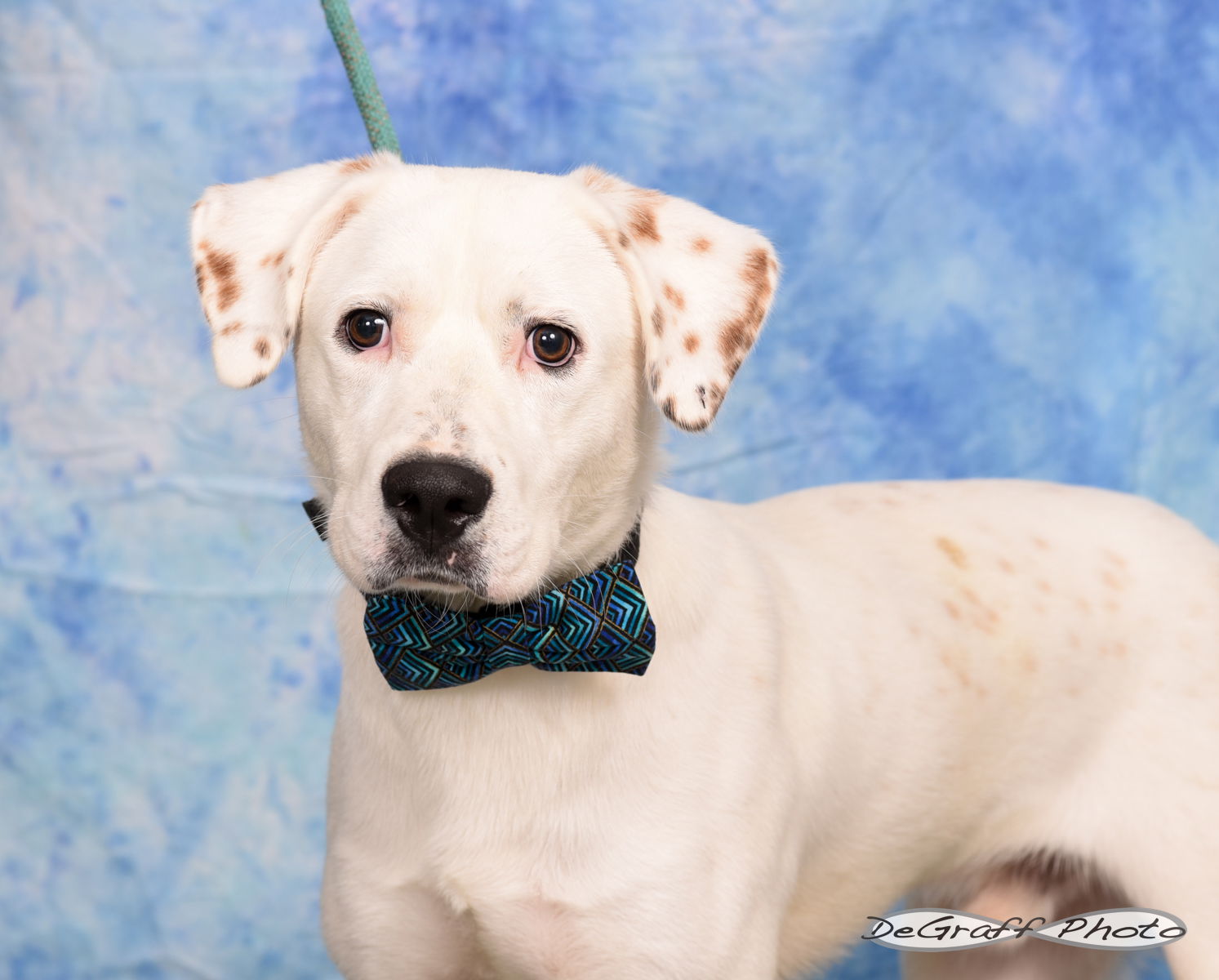 adoptable Dog in Pittsboro, NC named Sparky