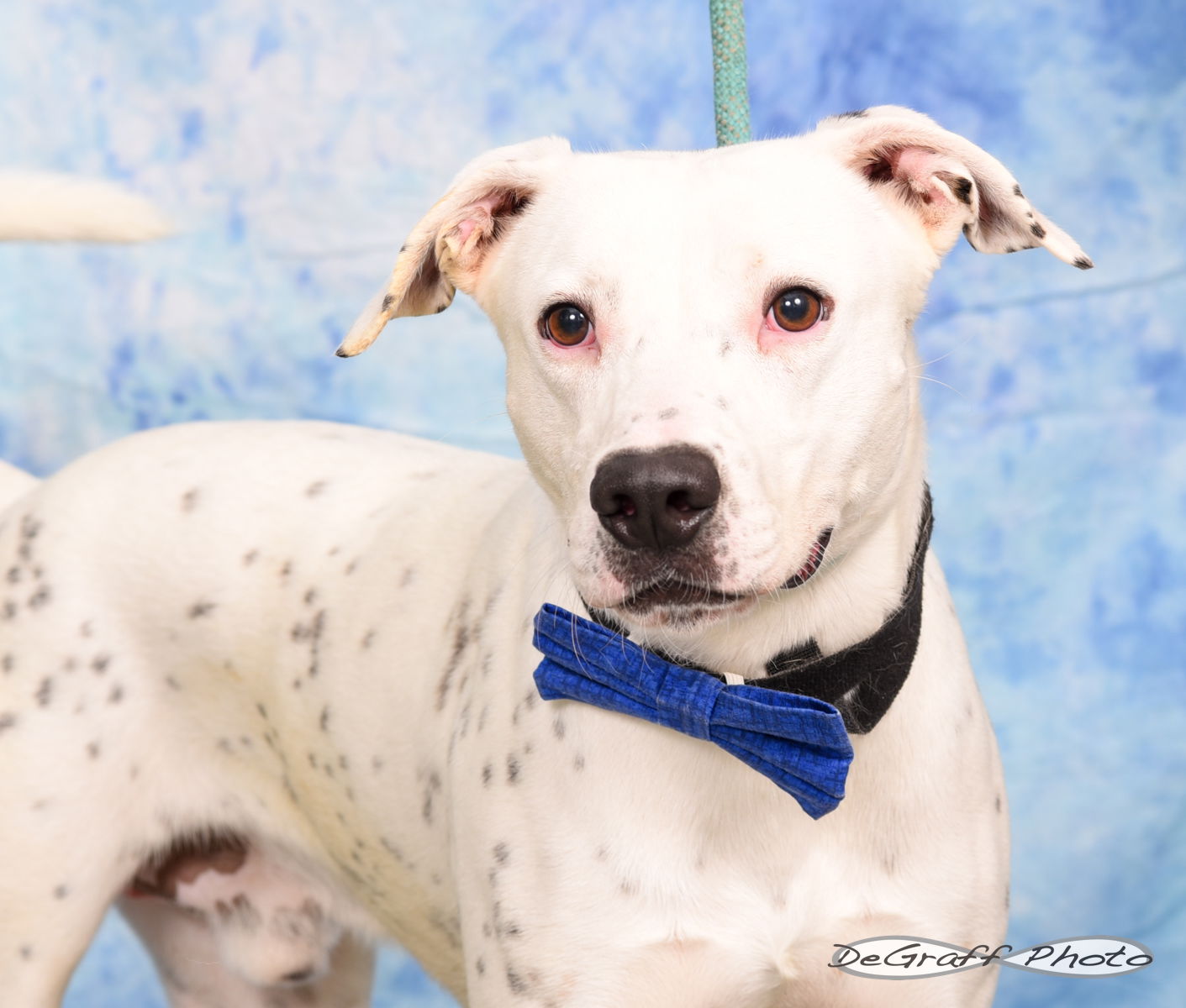 adoptable Dog in Pittsboro, NC named Bolivar