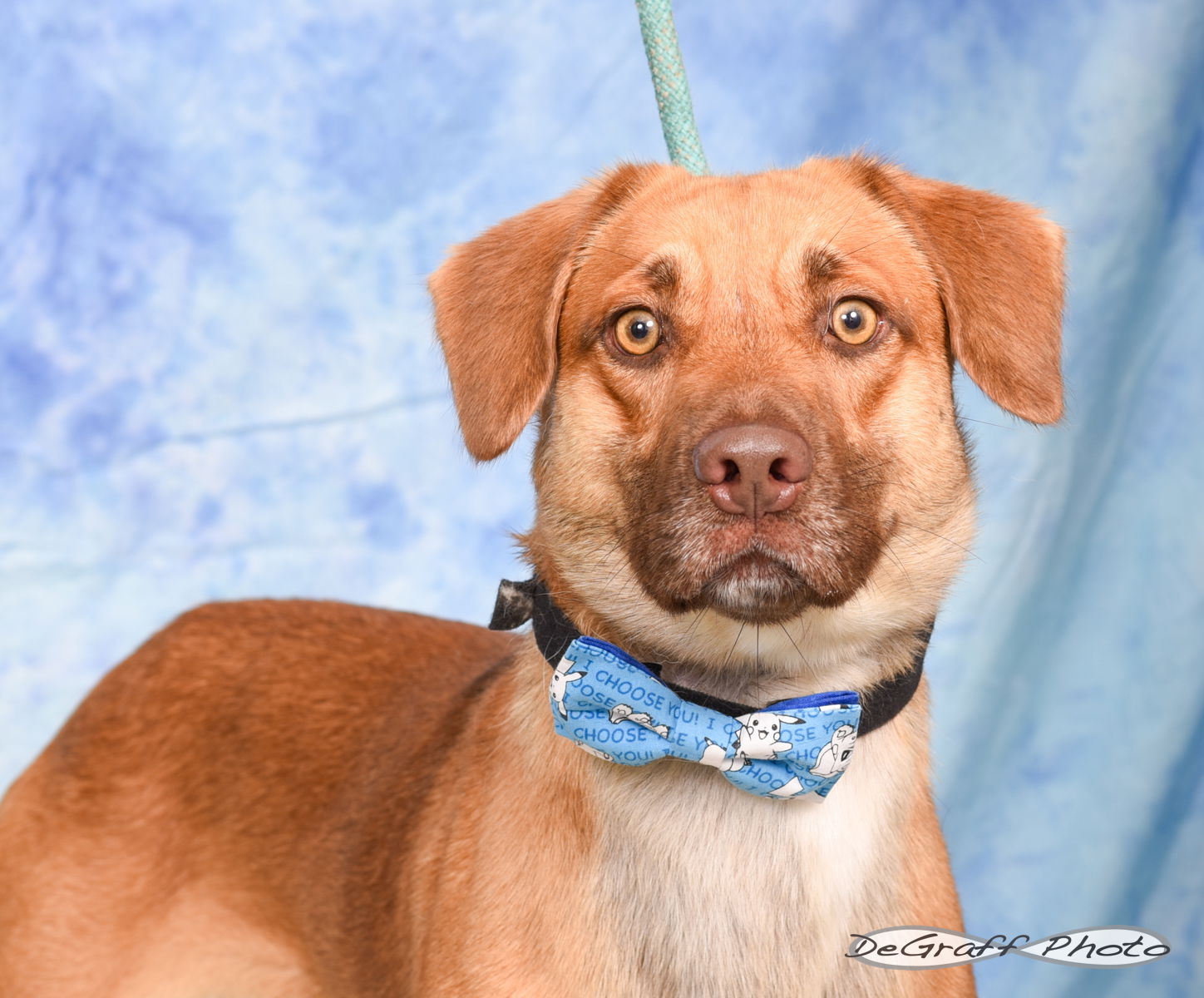 adoptable Dog in Pittsboro, NC named Brody