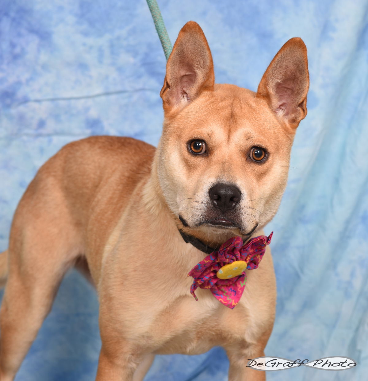 adoptable Dog in Pittsboro, NC named Fiona