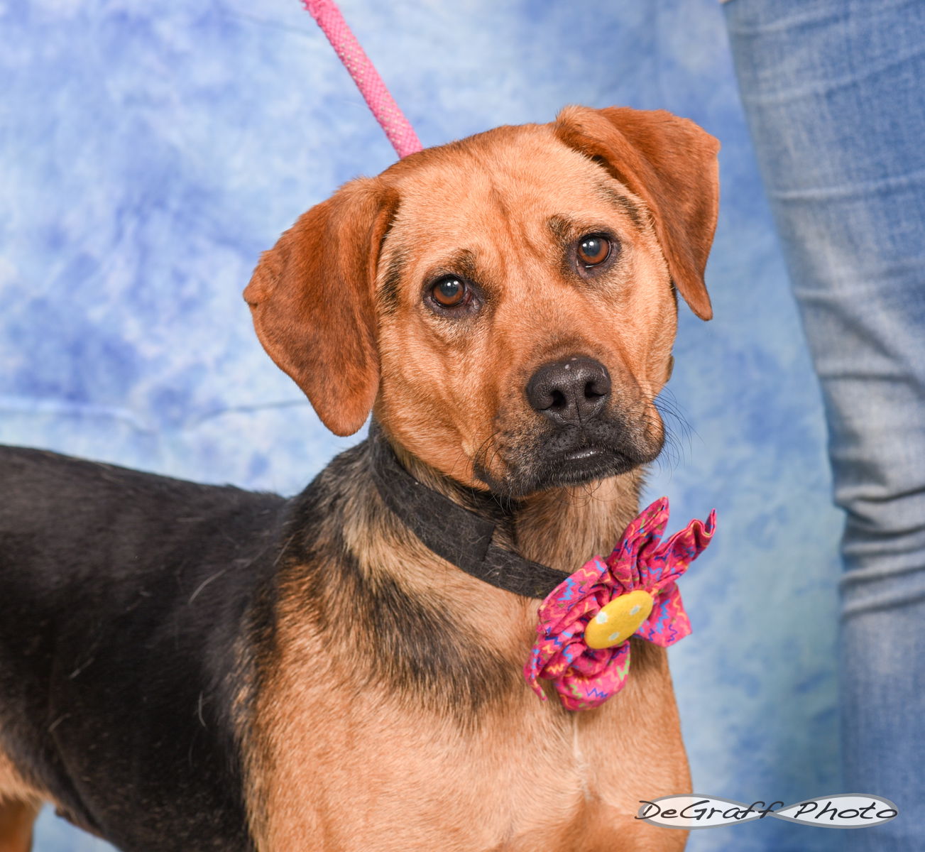 adoptable Dog in Pittsboro, NC named Bluebell