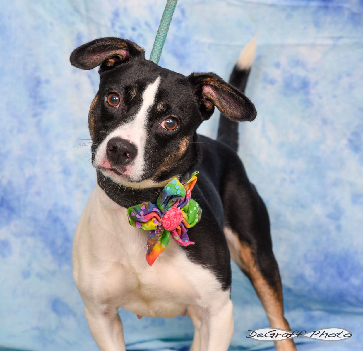 adoptable Dog in Pittsboro, NC named Zoola