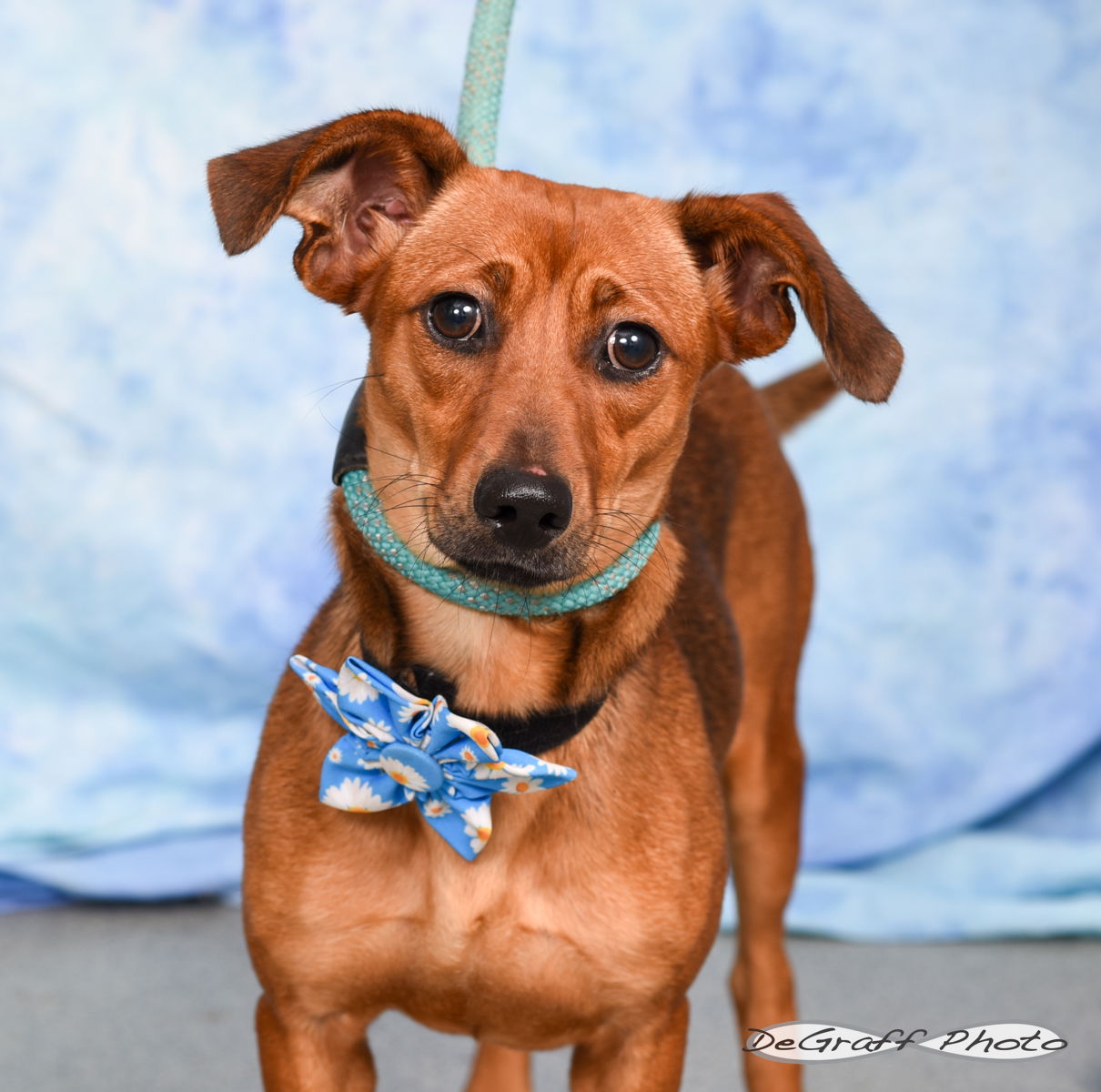 adoptable Dog in Pittsboro, NC named Goldie