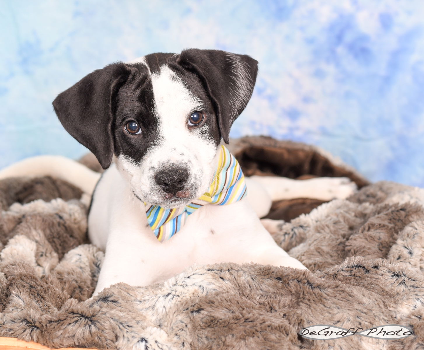 adoptable Dog in Pittsboro, NC named Lux