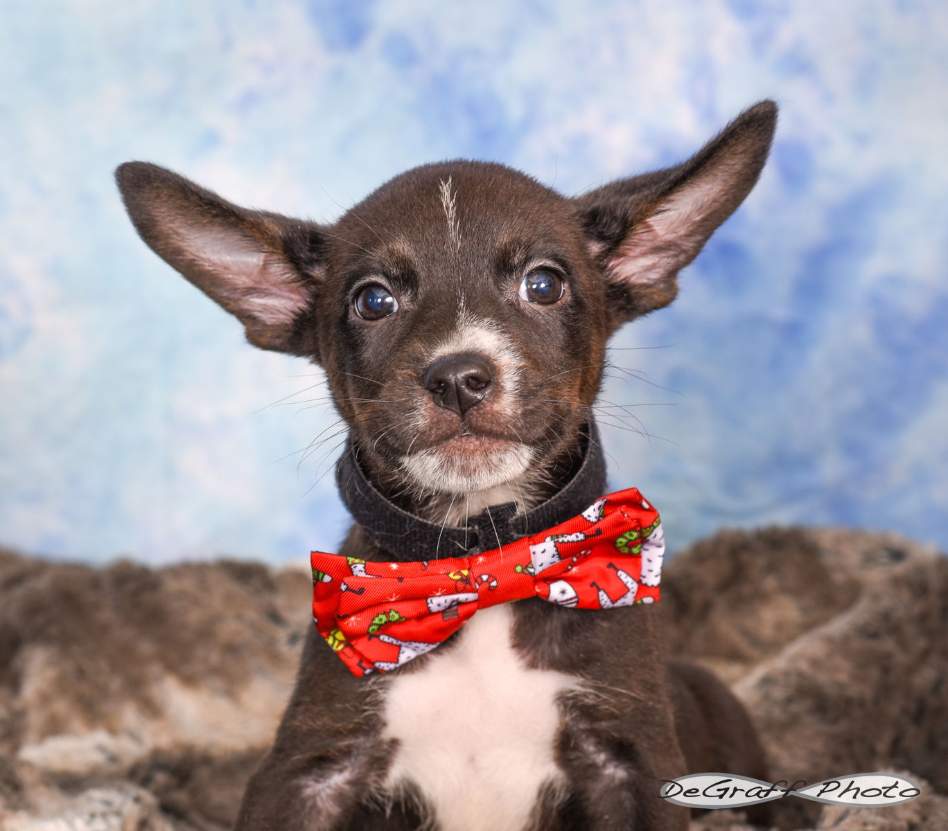 adoptable Dog in Pittsboro, NC named Esther