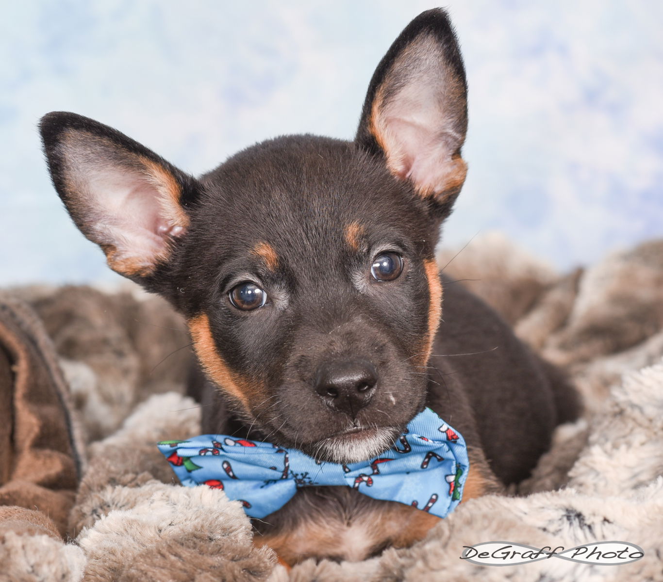 adoptable Dog in Pittsboro, NC named Turtle