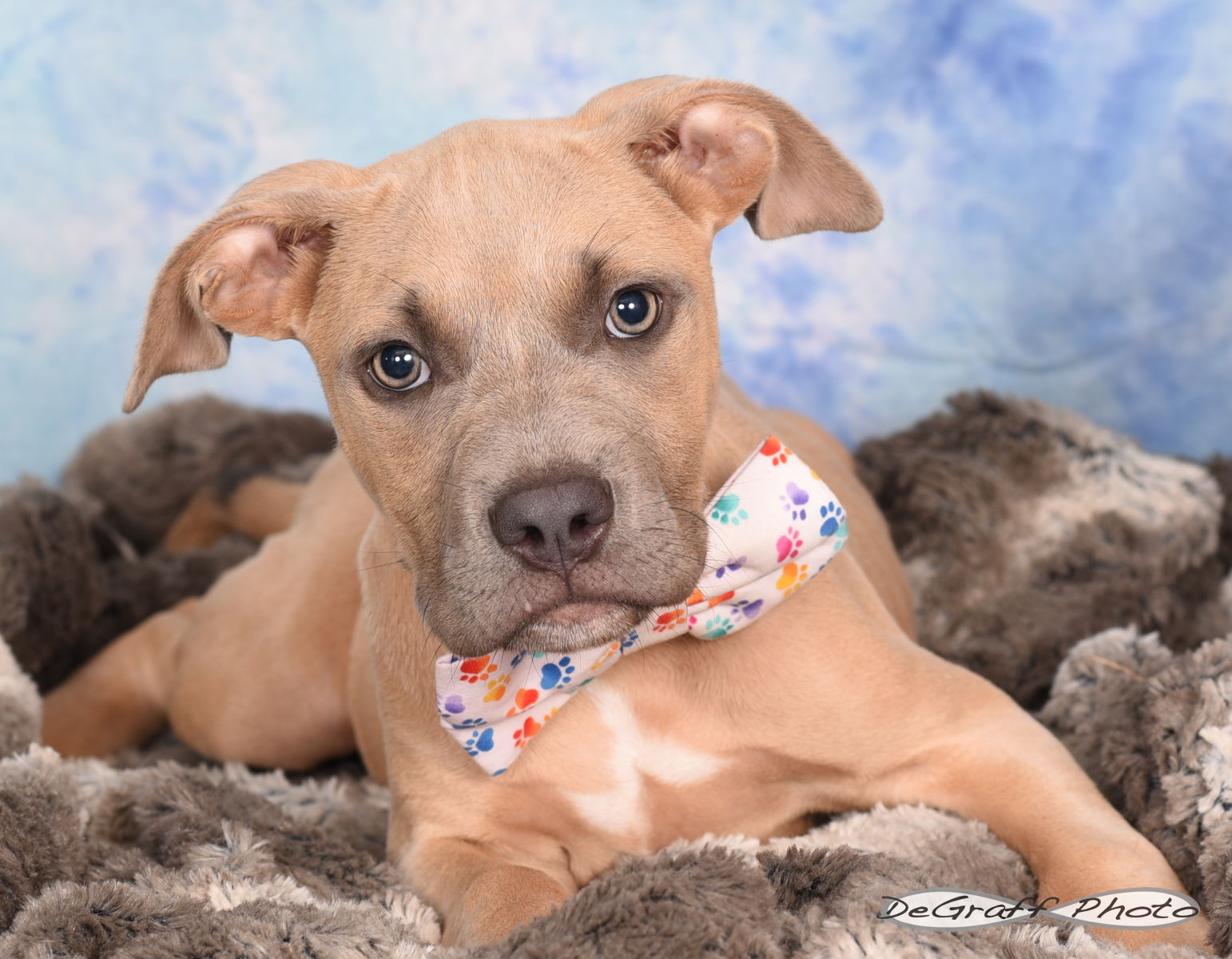 adoptable Dog in Pittsboro, NC named Lobster