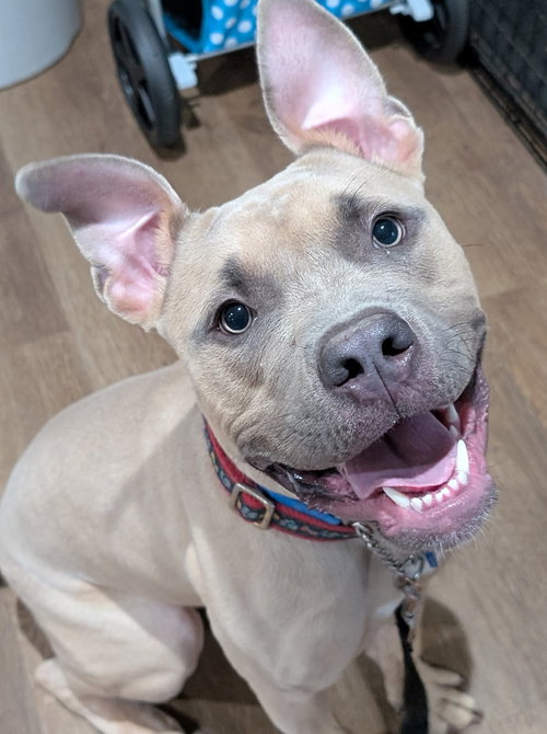 picture of the dog needing adoption