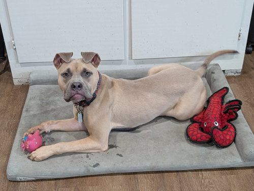 LOBSTER - Boxer / Pit Bull Terrier available for adoption