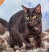 Wilma