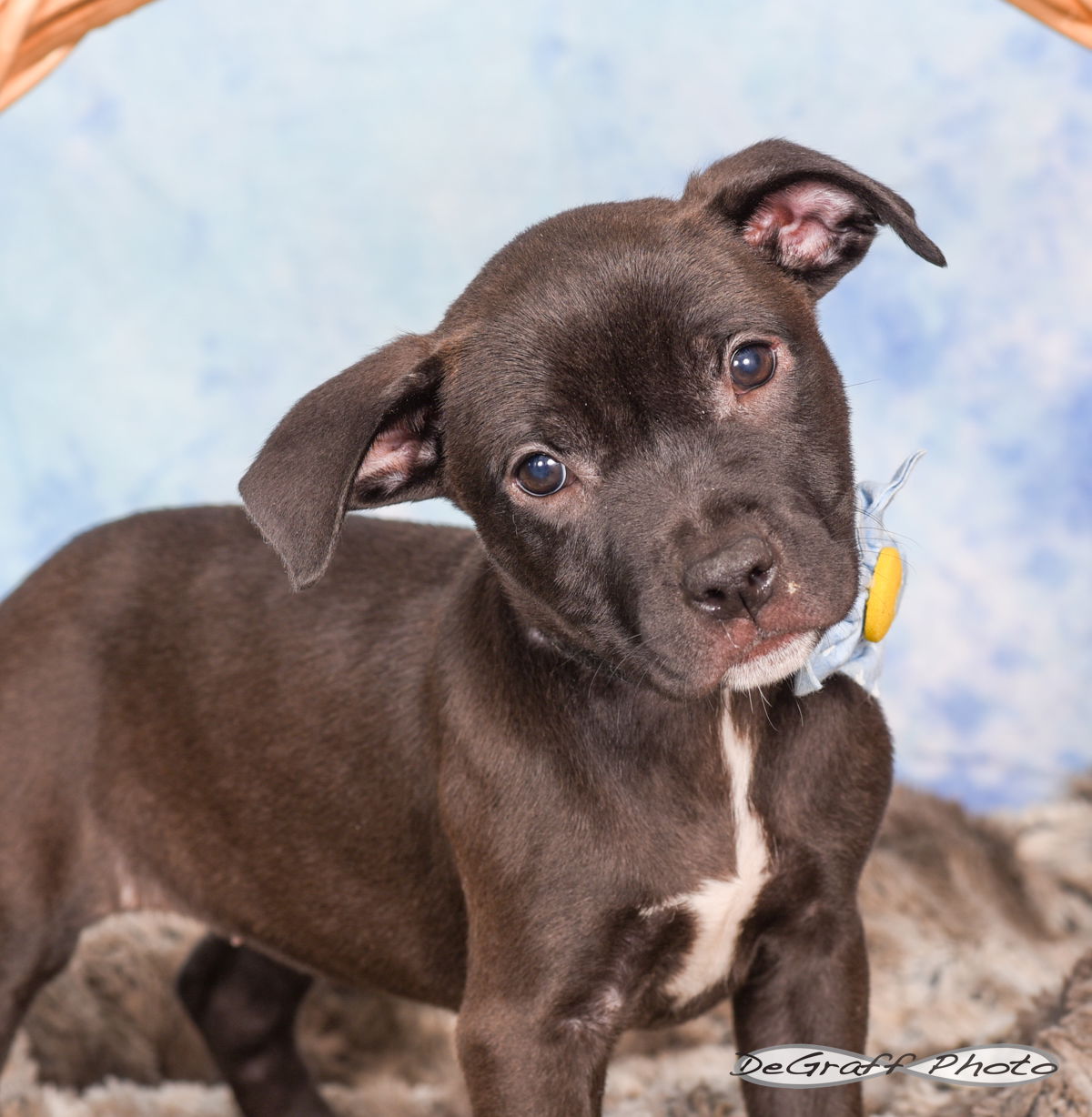 adoptable Dog in Pittsboro, NC named Maddie