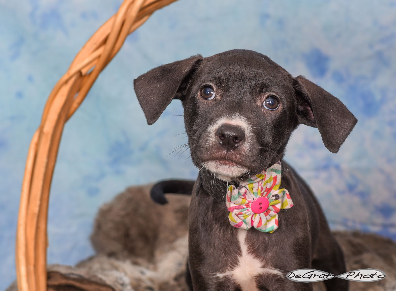 adoptable Dog in Pittsboro, NC named Montana