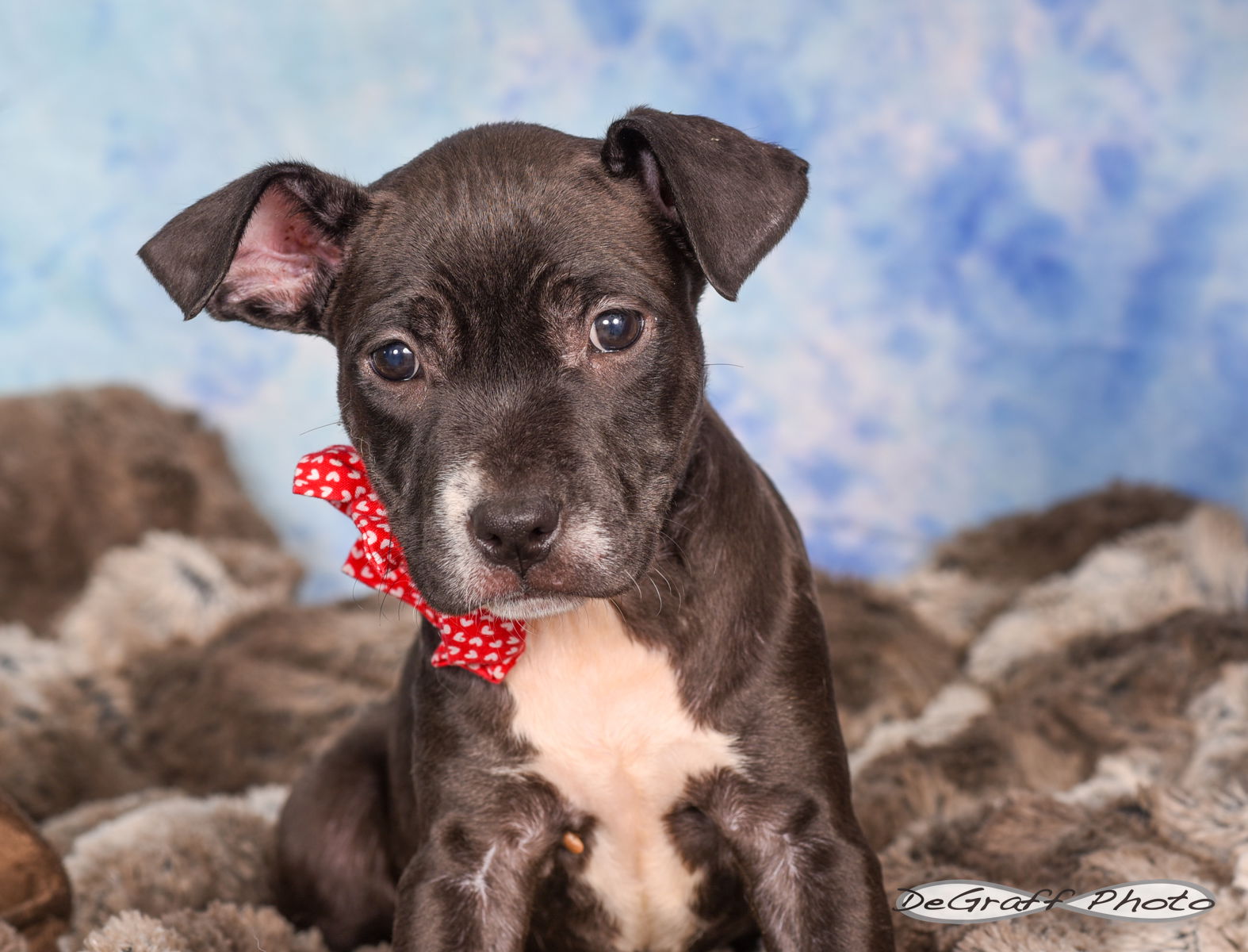 adoptable Dog in Pittsboro, NC named Sunshine