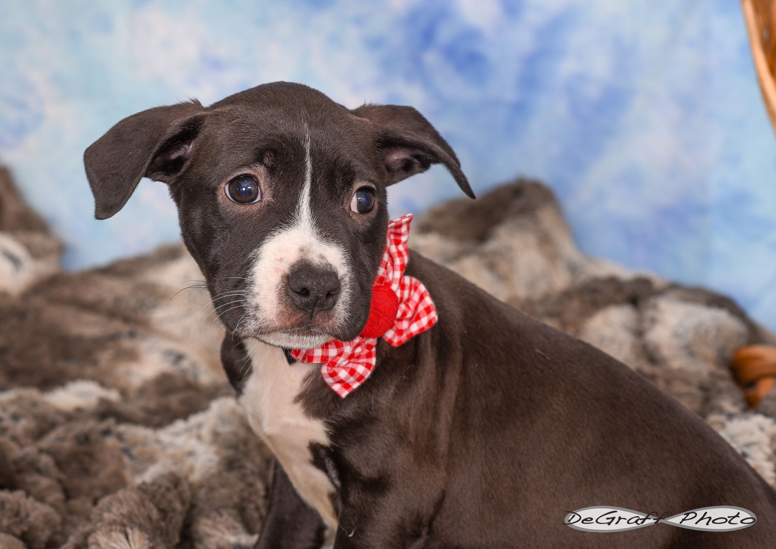 adoptable Dog in Pittsboro, NC named Samone