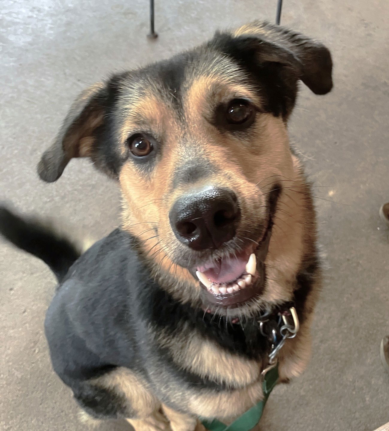 adoptable Dog in Pittsboro, NC named Violet