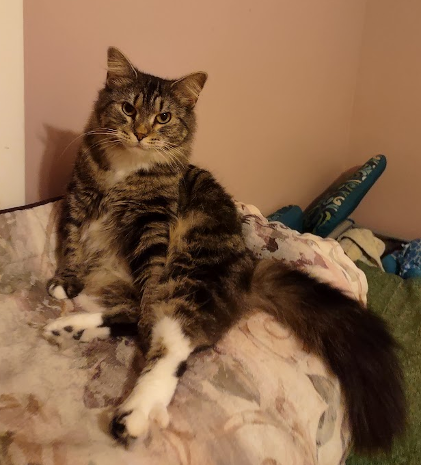 adoptable Cat in Pittsboro, NC named Mary