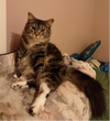 adoptable Cat in pittsboro, NC named Mary