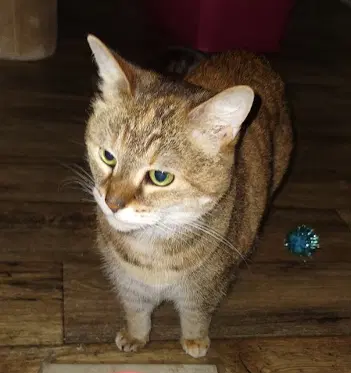 Pawla image 2