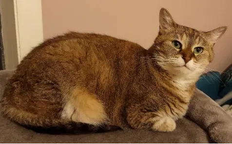 Pawla - Abyssinian