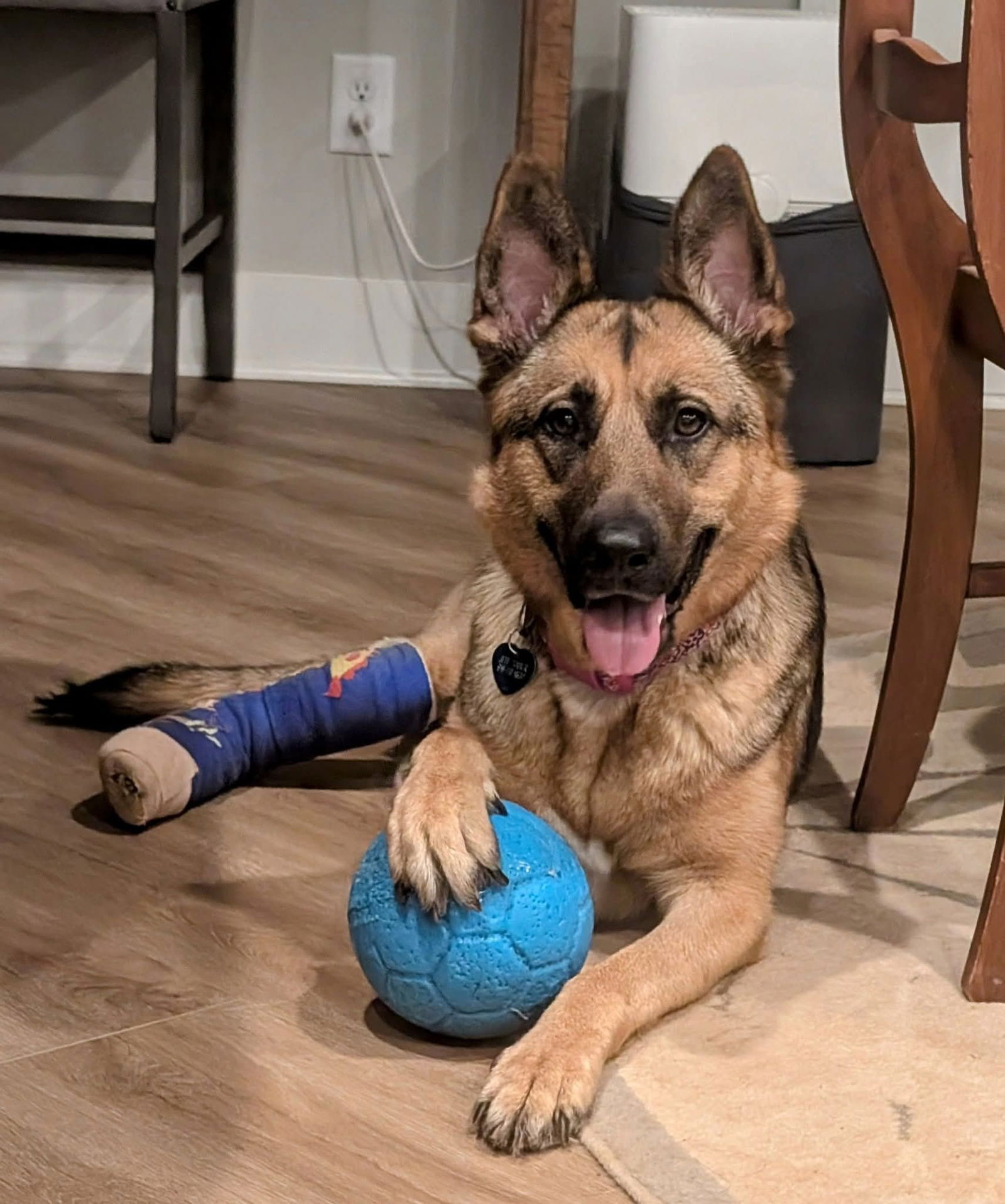 adoptable Dog in Pittsboro, NC named Jordie