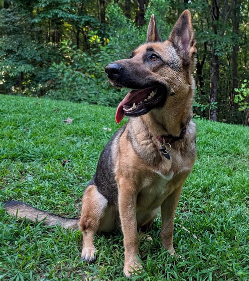 picture of the dog needing adoption