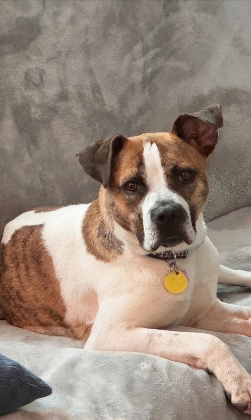 picture of the dog needing adoption