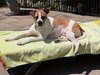 Buddy - Photo 3