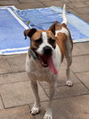 Buddy - Photo 4