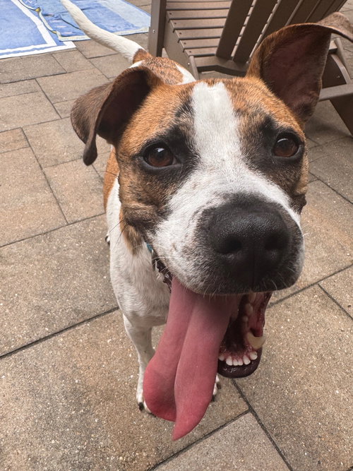 BUDDY - Boxer / Terrier available for adoption