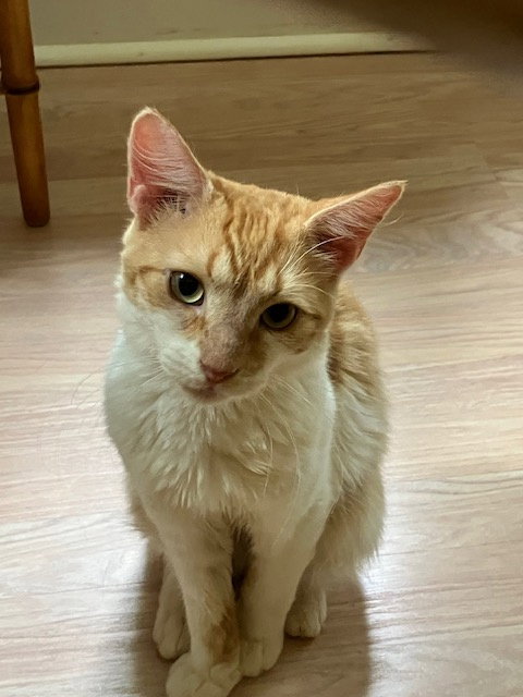 picture of the cat needing adoption