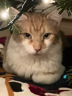 Lucas - Manx