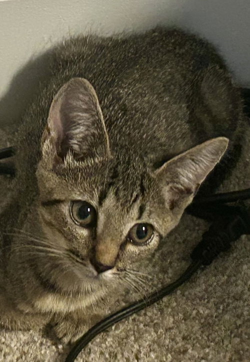 picture of the cat needing adoption
