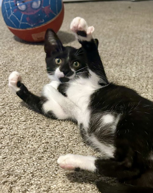 picture of the cat needing adoption