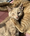Toby - Photo 1