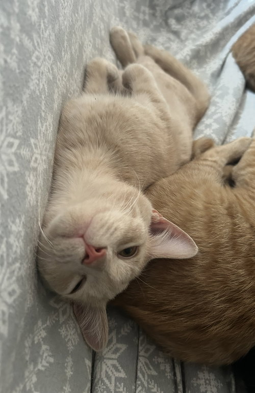 TOBY - Domestic Short Hair available for adoption