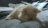 Toby - Photo 5