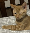 Sam - Photo 2