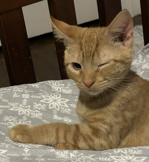 SAM - Domestic Short Hair available for adoption