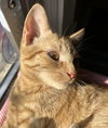 Sam - Photo 5