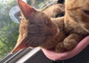 Sam - Photo 6