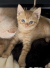 Sam - Photo 4