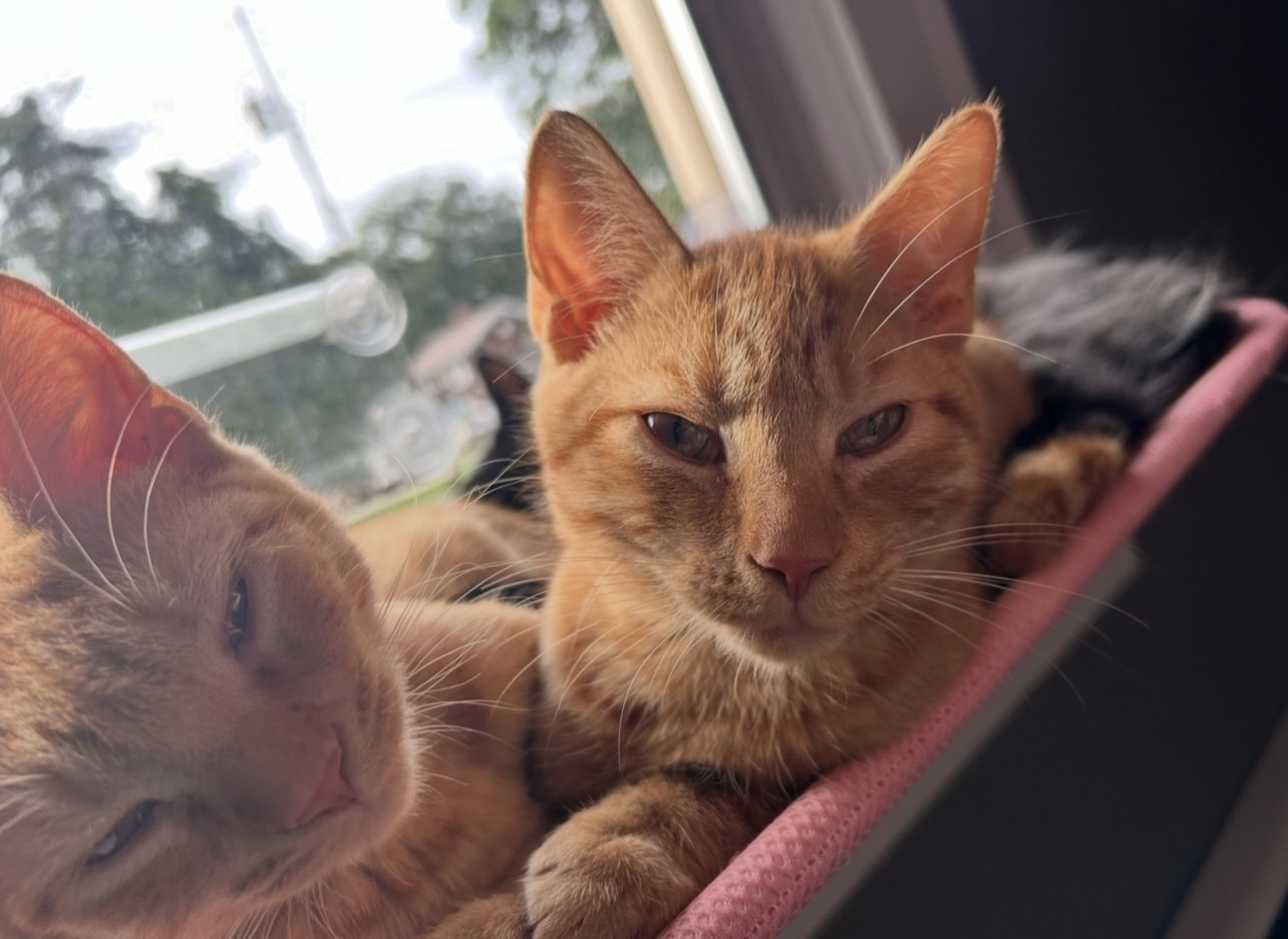 Butterscotch Image