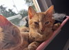 Butterscotch - Photo 1