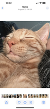 Butterscotch - Photo 2