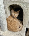 Butterscotch - Photo 3