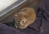 Butterscotch - Photo 4