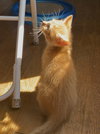 Butterscotch - Photo 5