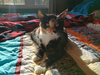 Anise - Photo 3