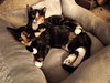 Anise - Photo 4
